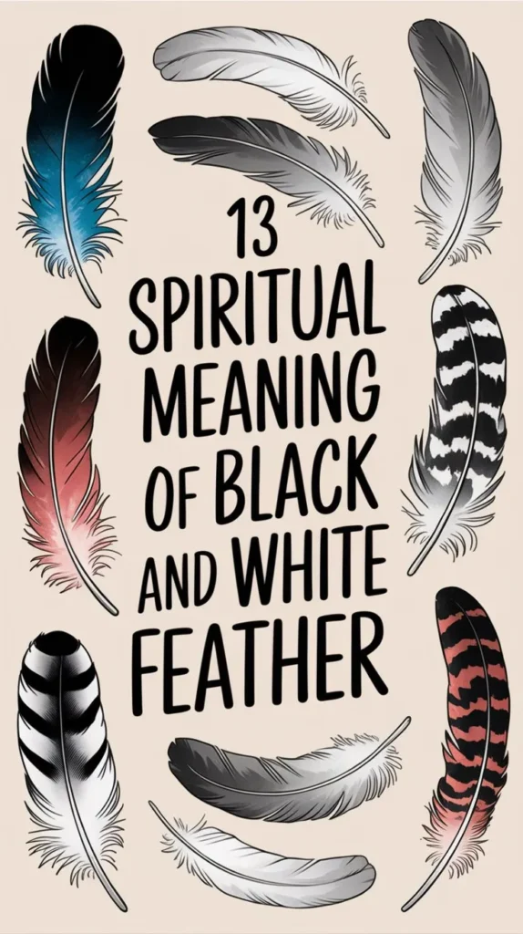 13 Spiritual Meaning of Black and White Feather: Hidden Secrets Discovered