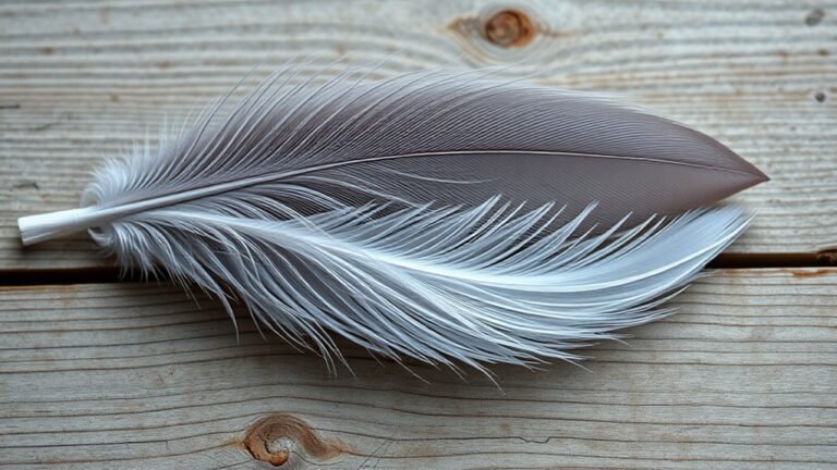 feathers of spiritual guidance