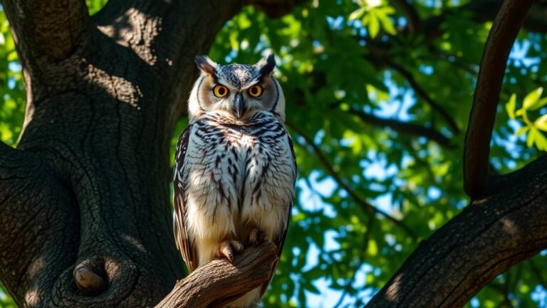 owls appear in daylight